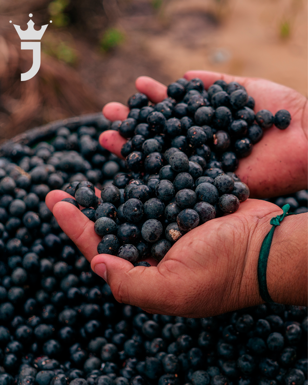 Açaí JAH